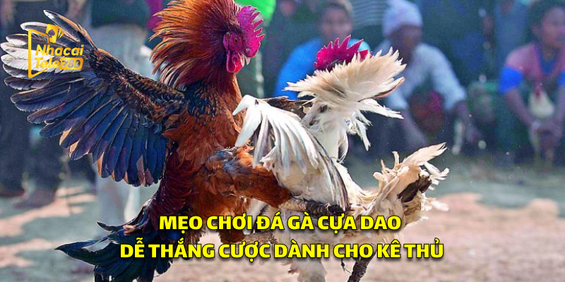 Đá Gà Cựa Dao - Bí Kíp Chơi Online Hiệu Quả Tại Tele789 2 Mẹo Chơi Đá Gà Cựa Dao Dễ Thắng Cược