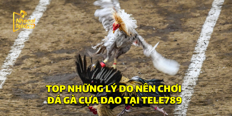 Đá Gà Cựa Dao - Bí Kíp Chơi Online Hiệu Quả Tại Tele789 3 Top Những Lý Do Nên Chơi Đá Gà Cựa Dao Tại Tele789