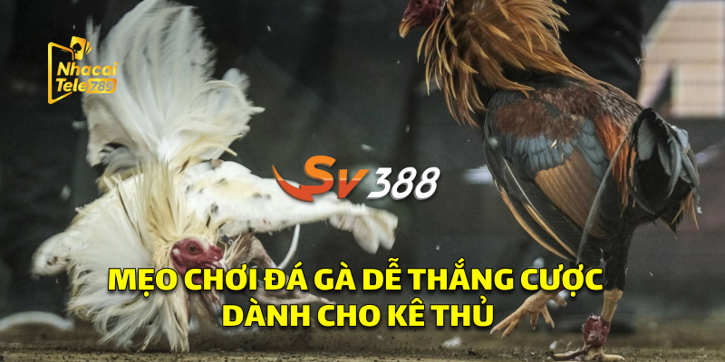 SV388 - Bí Quyết Chơi Đá Gà Online Hiệu Quả 2 Mẹo Chơi Đá Gà Dễ Thắng Cược Bạn Nên Tìm Hiểu