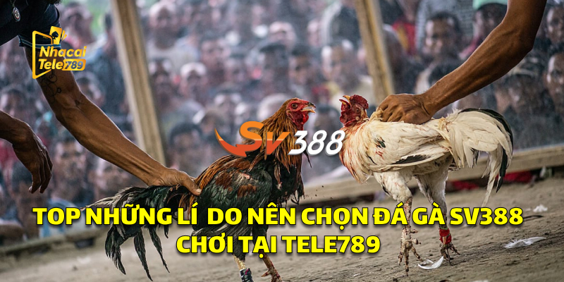 SV388 - Bí Quyết Chơi Đá Gà Online Hiệu Quả 3 Top Những Lý Do Nên Chọn Đá Gà SV388 Chơi Tại Tele789