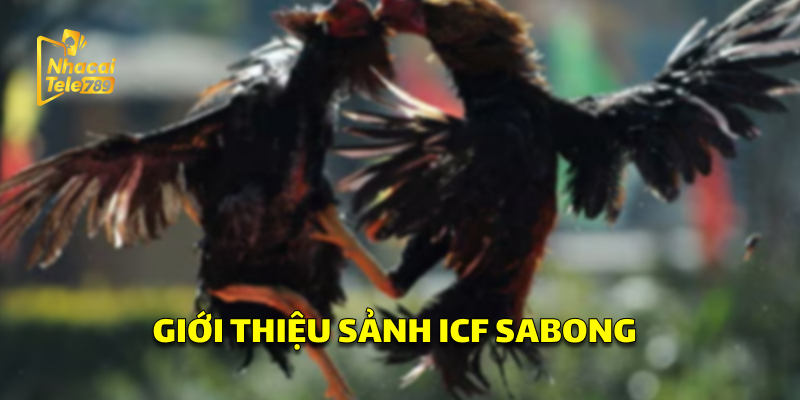 ICF SABONG - Hướng Dẫn Chơi Đá Gà Online Hiệu Quả 1 Giới thiệu sảnh ICF SABONG