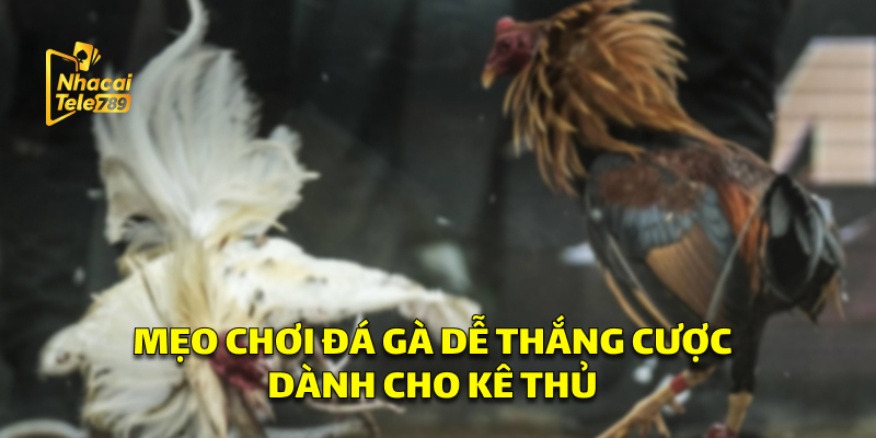 ICF SABONG - Hướng Dẫn Chơi Đá Gà Online Hiệu Quả 2 Top Những Mẹo Chơi Đá Gà Dễ Thắng