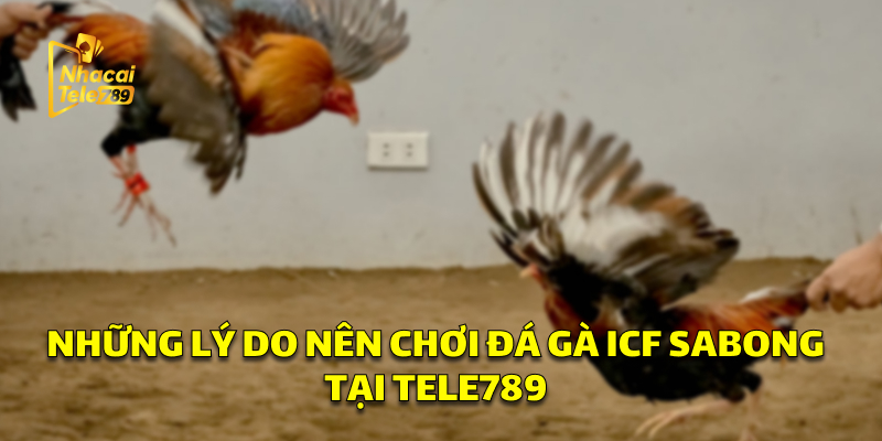 ICF SABONG - Hướng Dẫn Chơi Đá Gà Online Hiệu Quả 3 Những Lý Do Nên Chơi Đá Gà ICF SABONG Tại Tele789