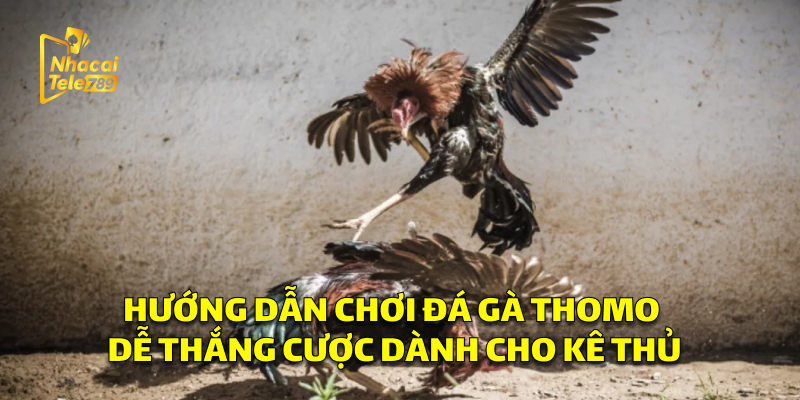 Đá Gà Thomo - Bí Quyết Chơi Online Hiệu Quả Tại Tele789 2 Hướng Dẫn Chơi Đá Gà Thomo Dễ Thắng Cược Dành Cho Kê Thủ