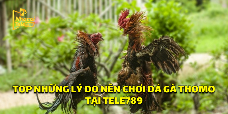 Đá Gà Thomo - Bí Quyết Chơi Online Hiệu Quả Tại Tele789 3 Top Những Lý Do Nên Chơi Đá Gà Thomo Tại Tele789